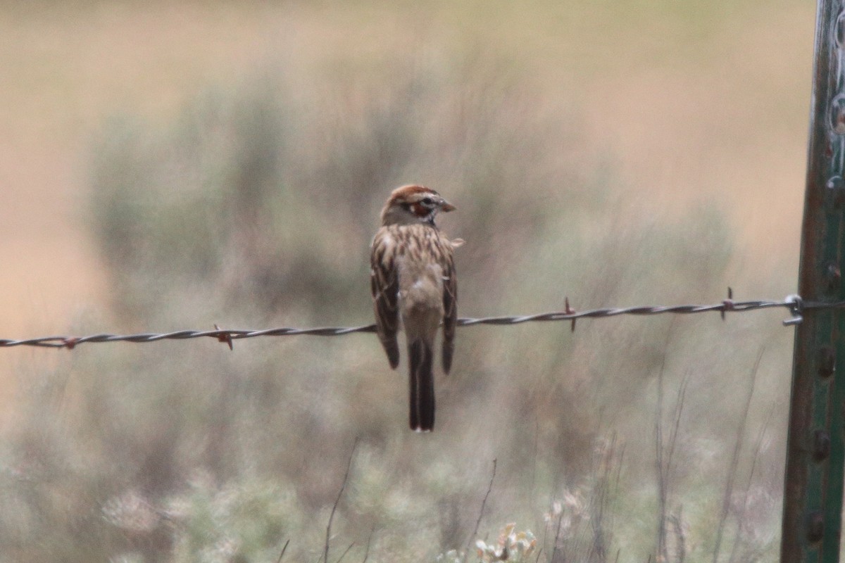 Lark Sparrow - ML638084879