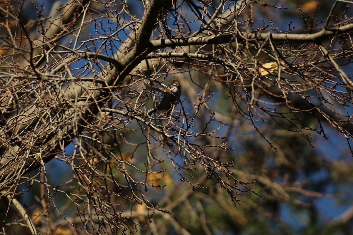 Plain-mantled Tit-Spinetail - ML638084891