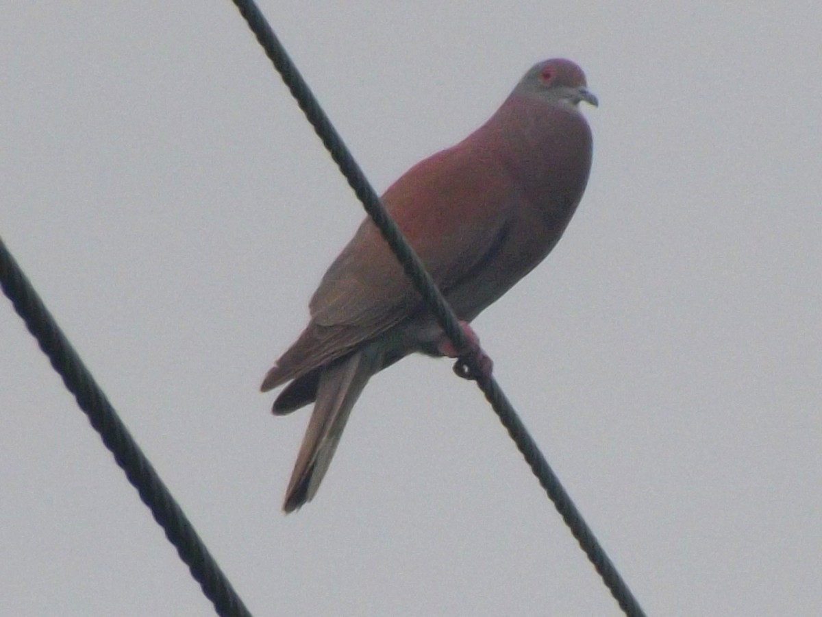 Pale-vented Pigeon - ML638084901