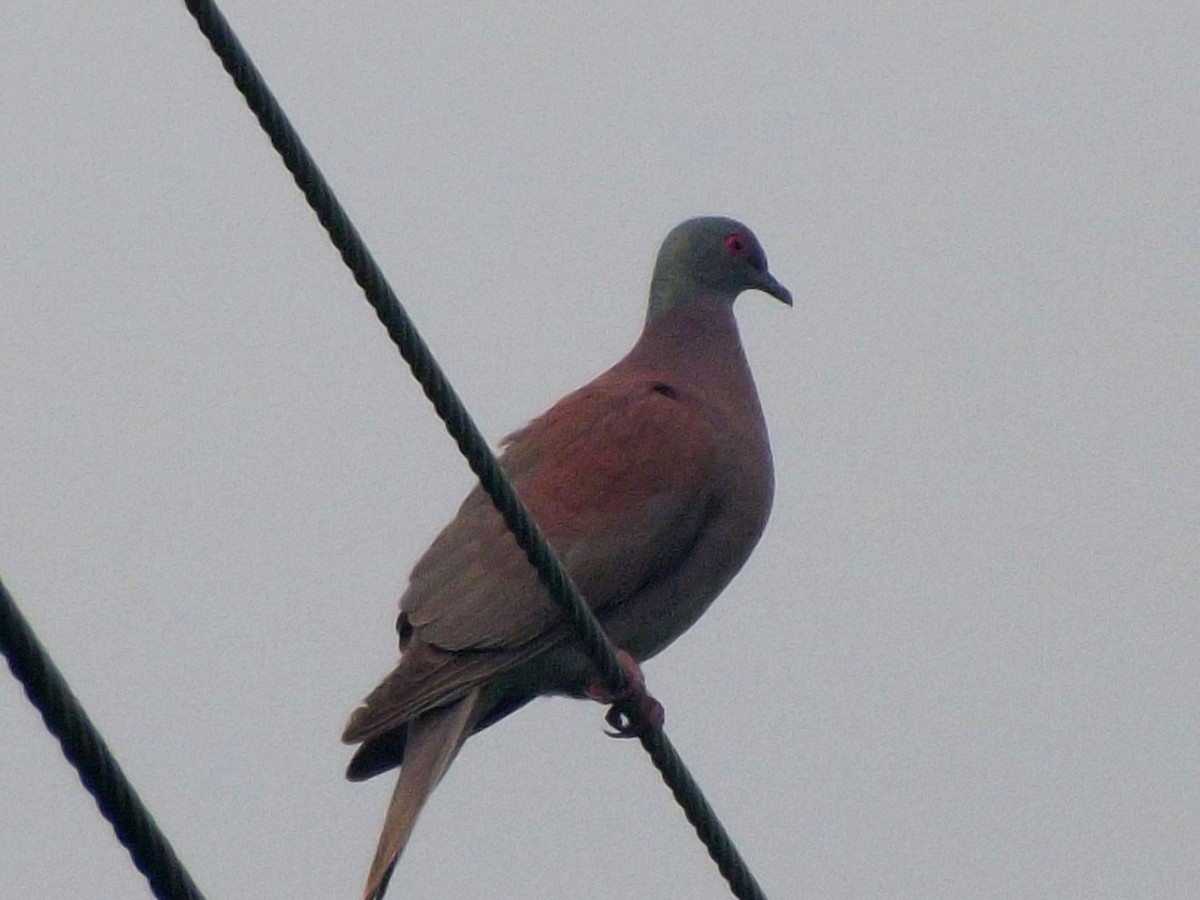 Pale-vented Pigeon - ML638084902