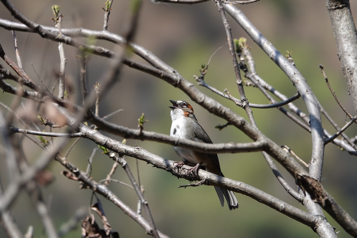 Rusty-crowned Ground-Sparrow - ML638084905