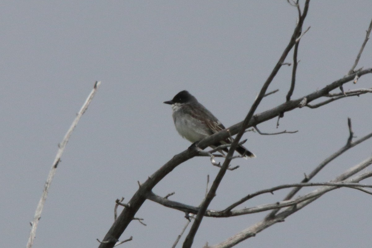 Eastern Kingbird - ML638084935