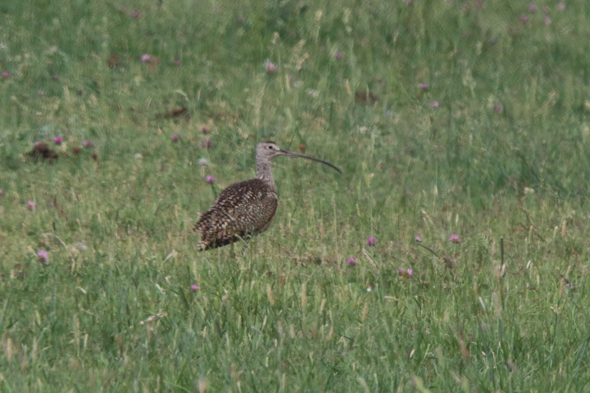 Long-billed Curlew - ML638084936