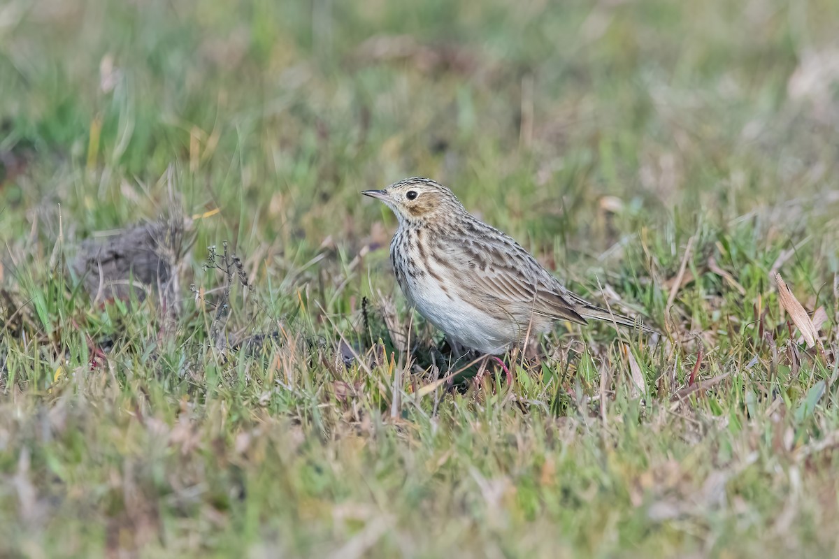 Short-billed Pipit - ML638084952