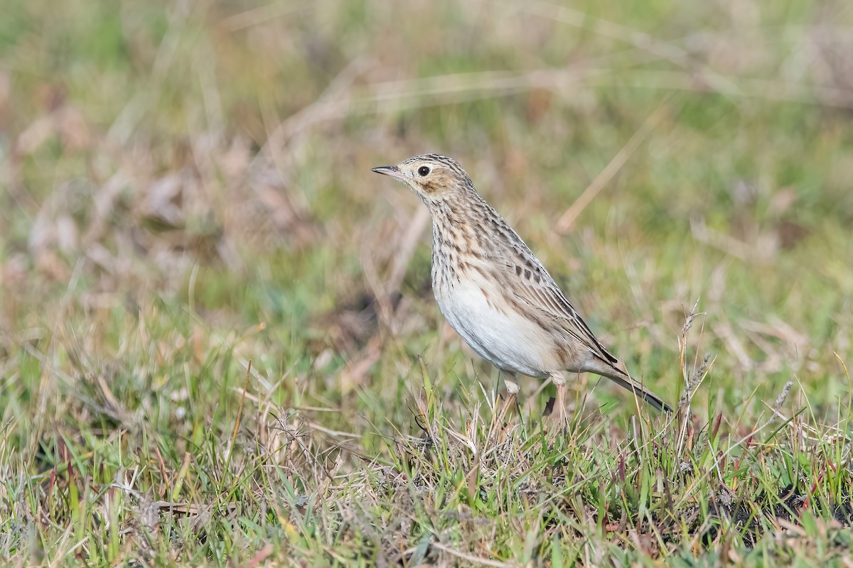 Short-billed Pipit - ML638084953