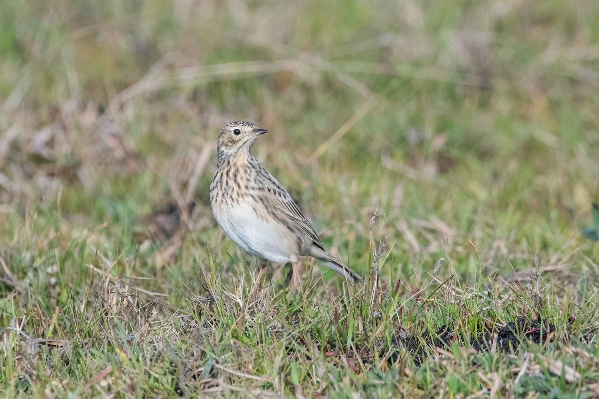 Short-billed Pipit - ML638084954