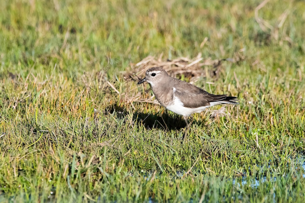 Rufous-chested Dotterel - ML638084961