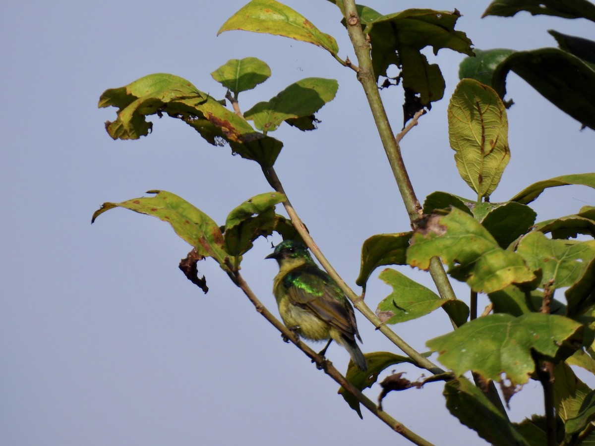 Collared Sunbird - ML638084962