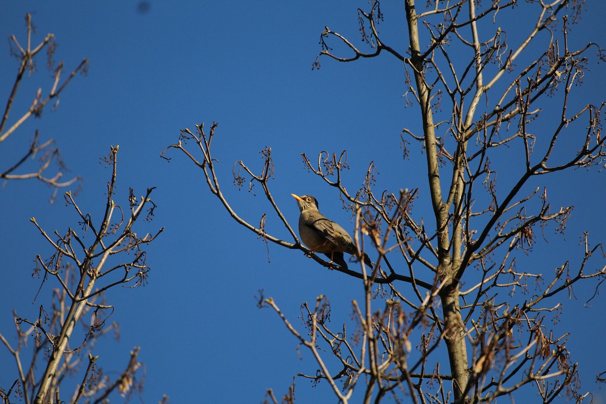 Austral Thrush - ML638084966