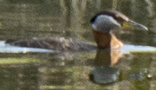 Red-necked Grebe - ML638084987