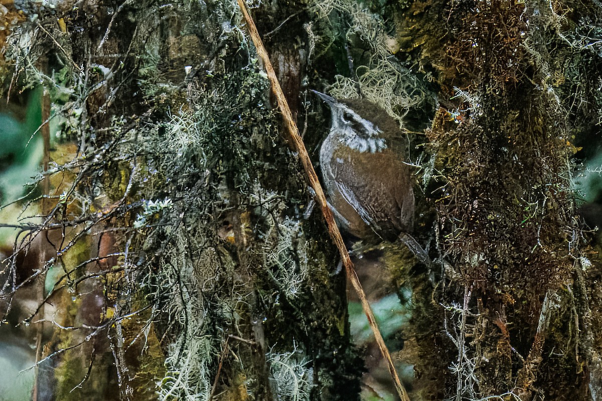 Timberline Wren - ML638085022