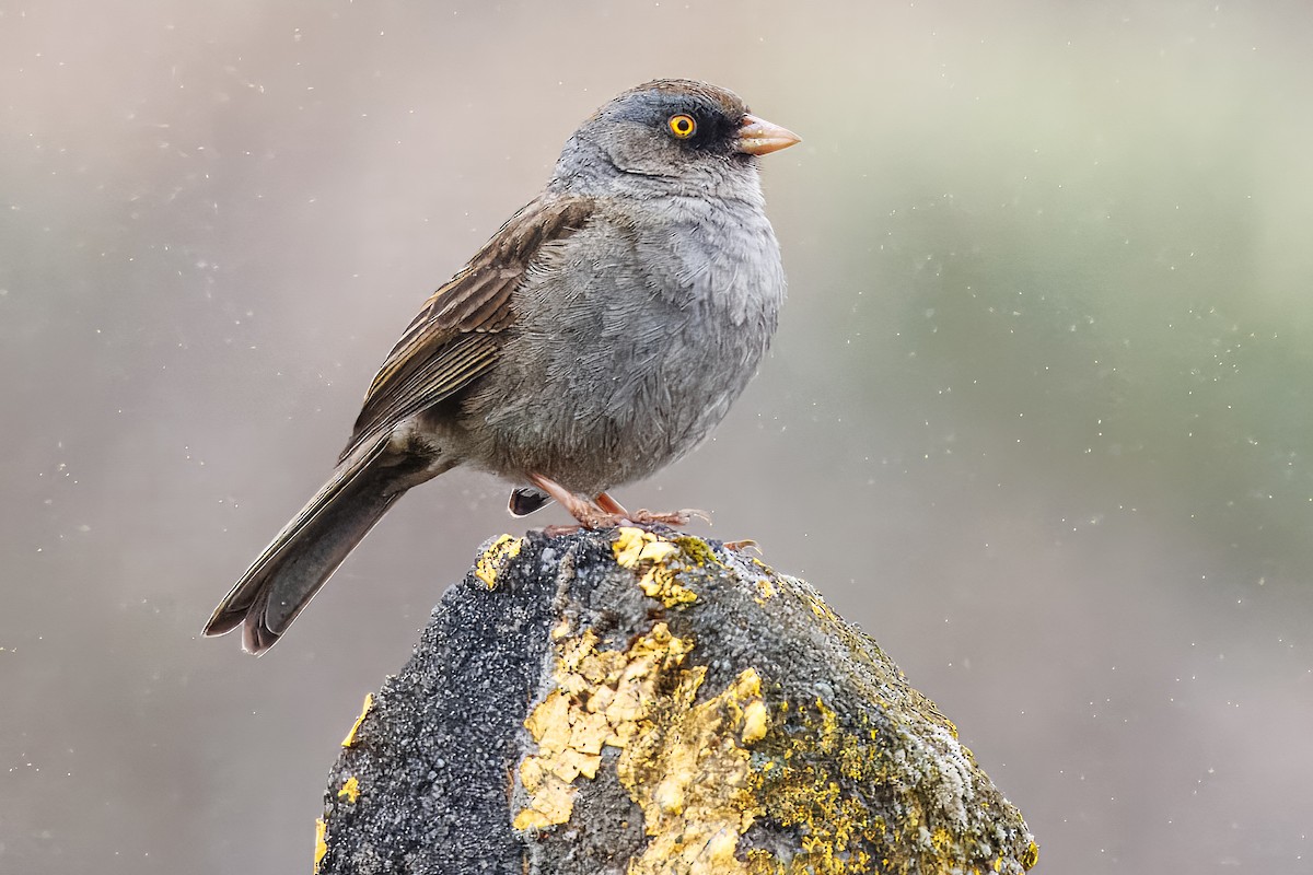 Volcano Junco - ML638085027