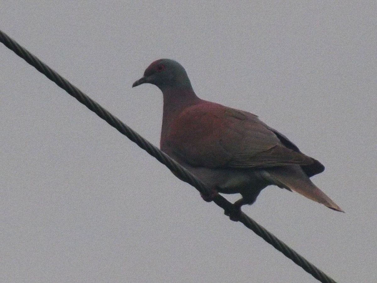 Pale-vented Pigeon - ML638085033