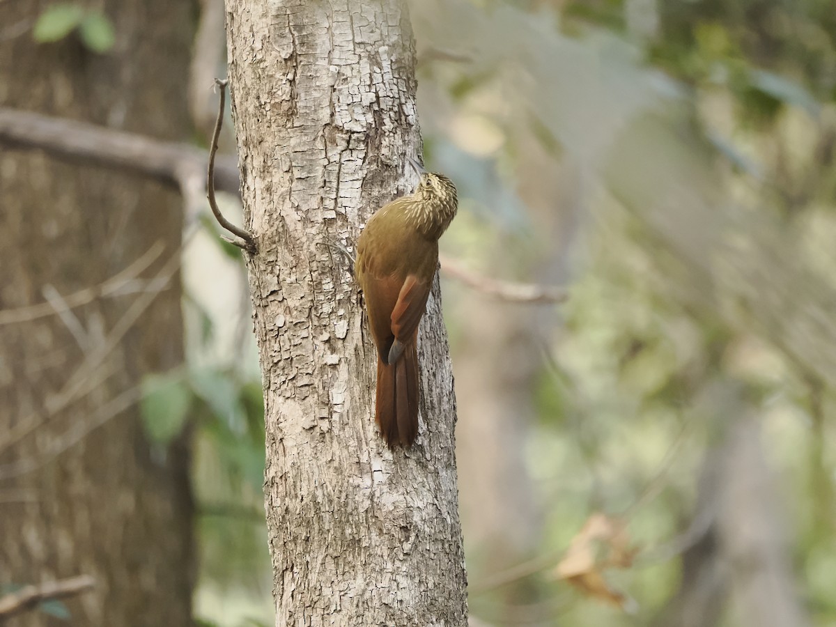 Planalto Woodcreeper - ML638085111