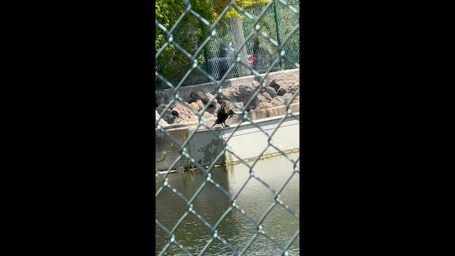 Cormorán Orejudo - ML638085214