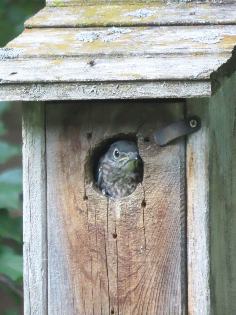 Eastern Bluebird - ML638085244