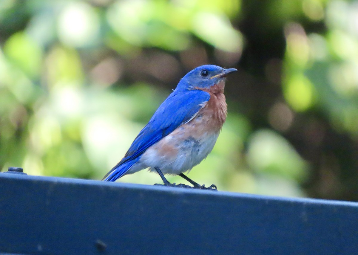 Eastern Bluebird - ML638085245