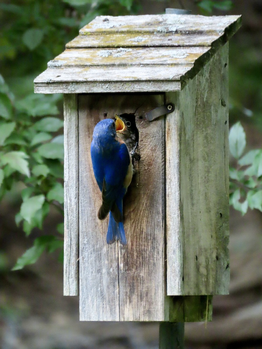 Eastern Bluebird - ML638085246