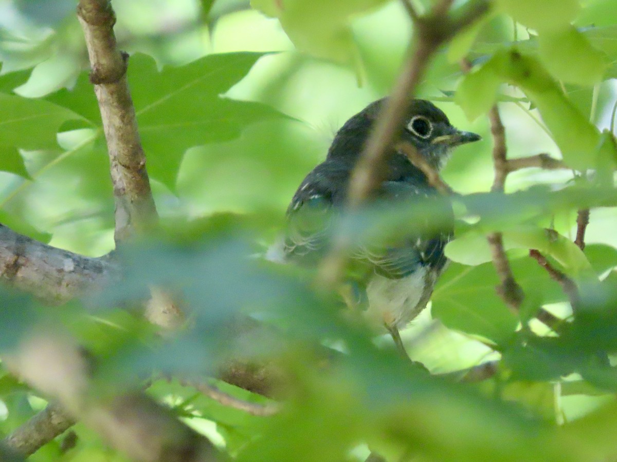 Eastern Bluebird - ML638085247