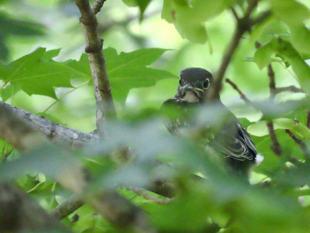 Eastern Bluebird - ML638085250