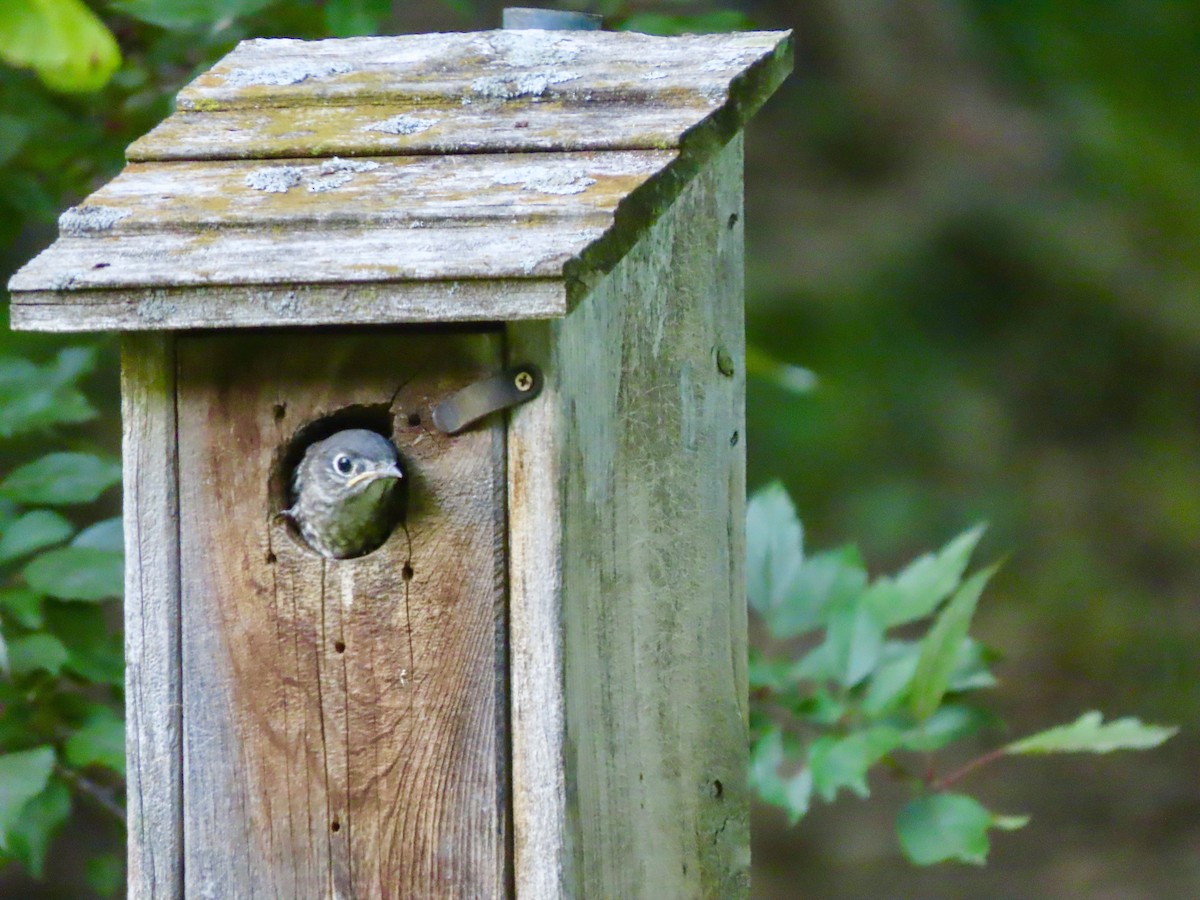 Eastern Bluebird - ML638085251