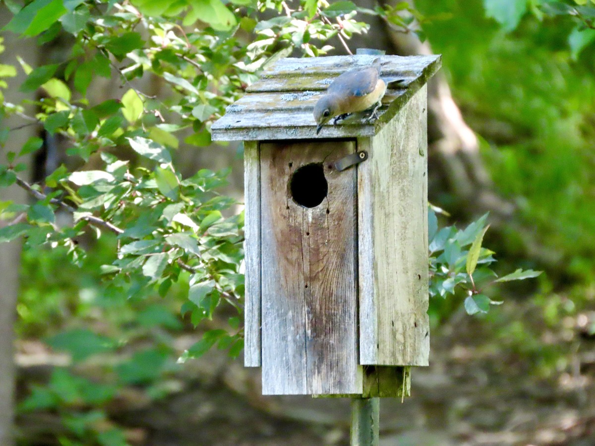 Eastern Bluebird - ML638085252