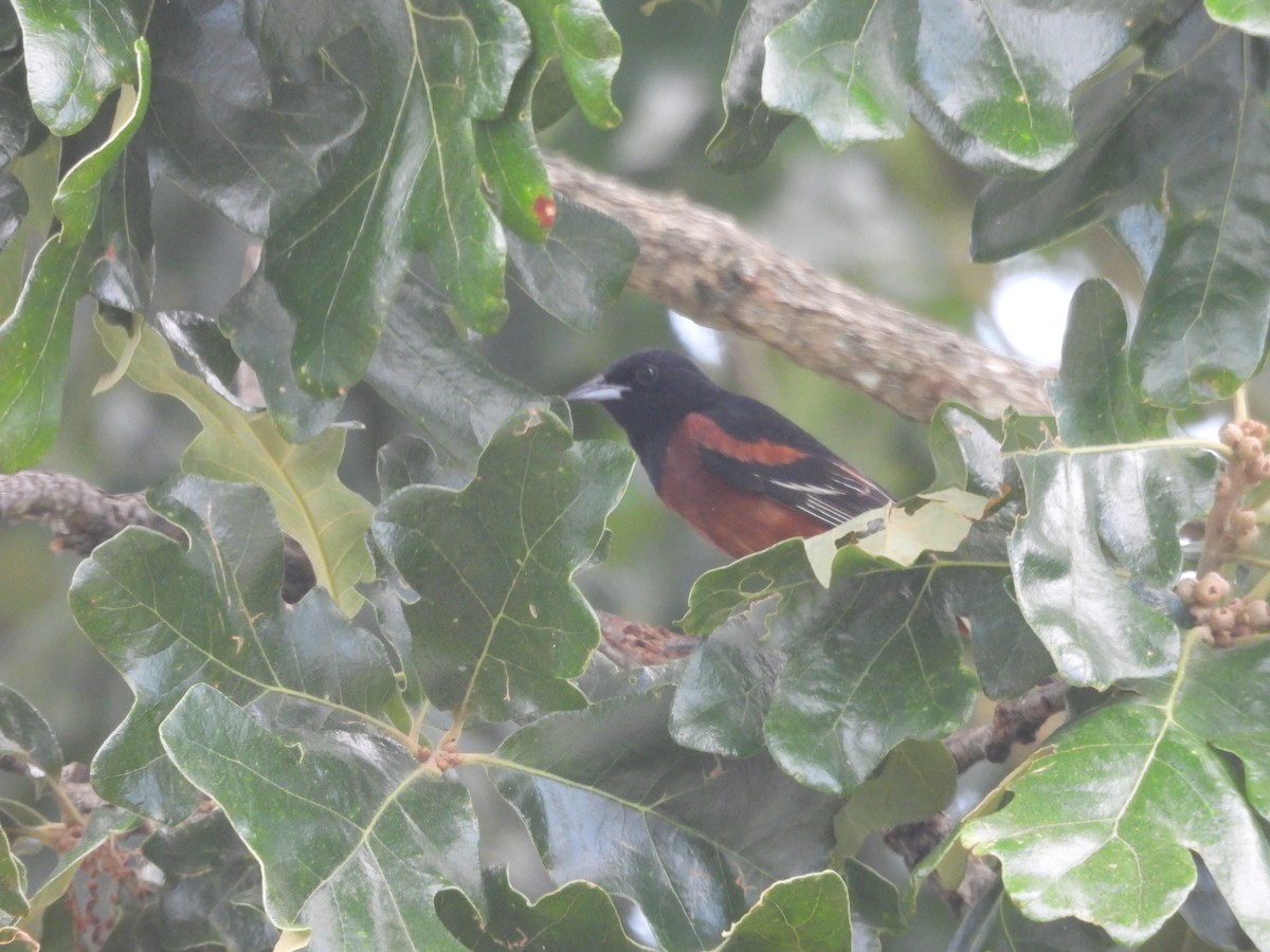 Orchard Oriole - ML638085321