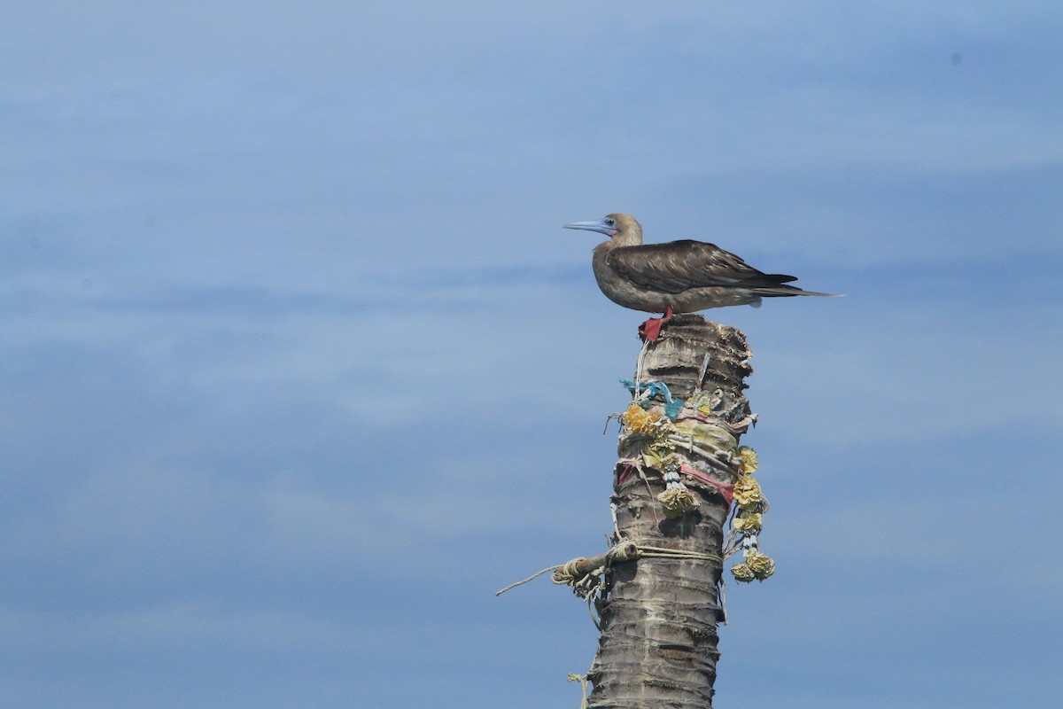 Red-footed Booby - ML638085328