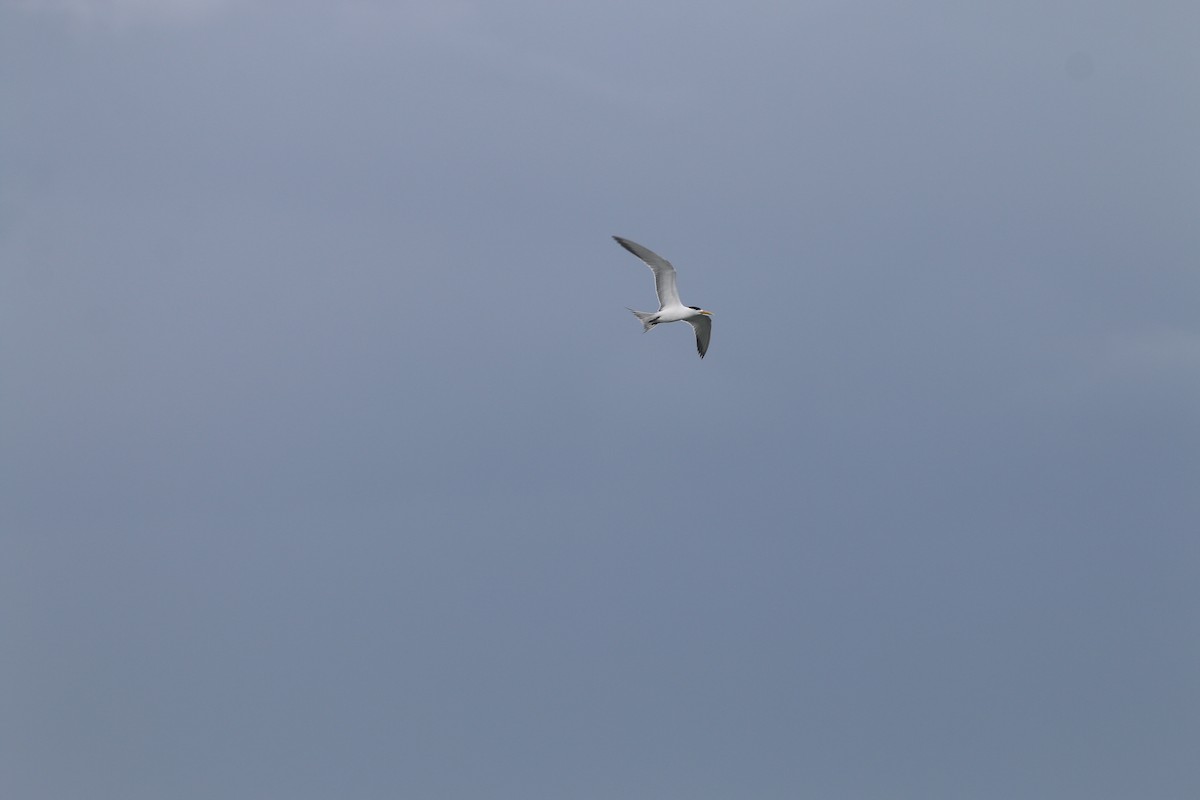 Great Crested Tern - ML638085344