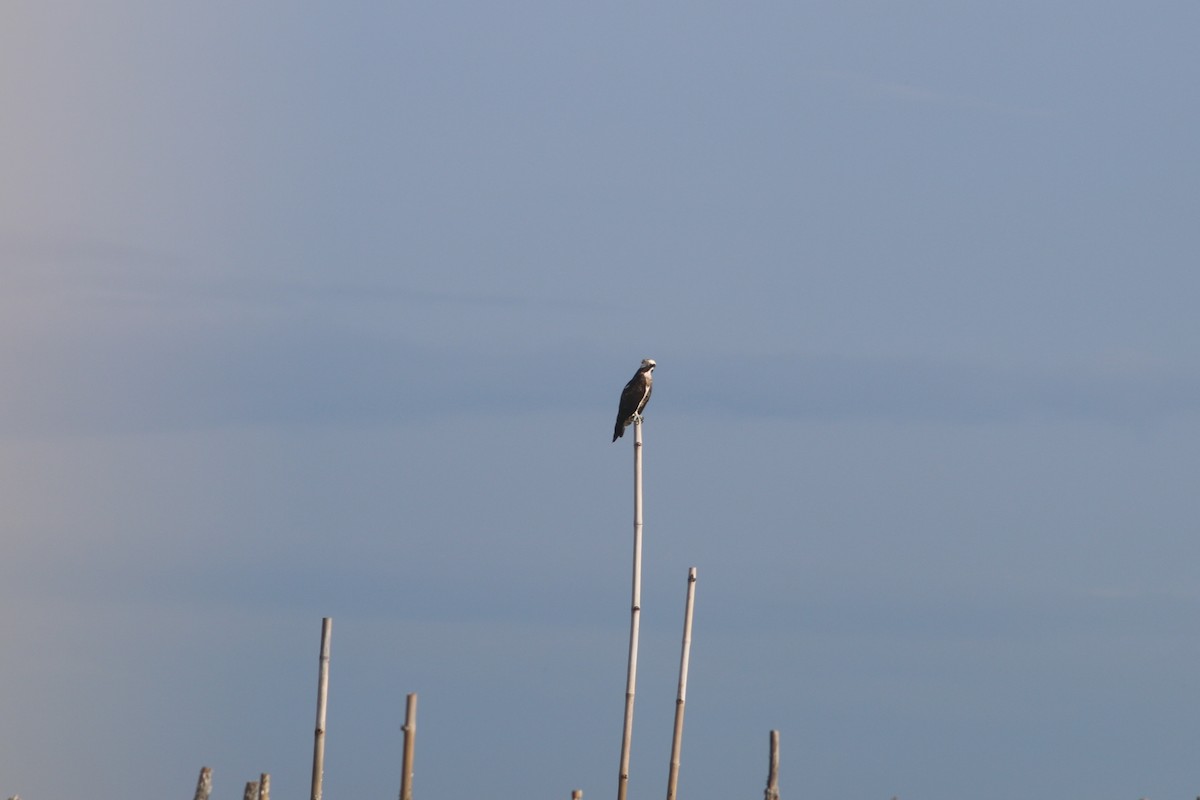 Falco pescatore - ML638085349