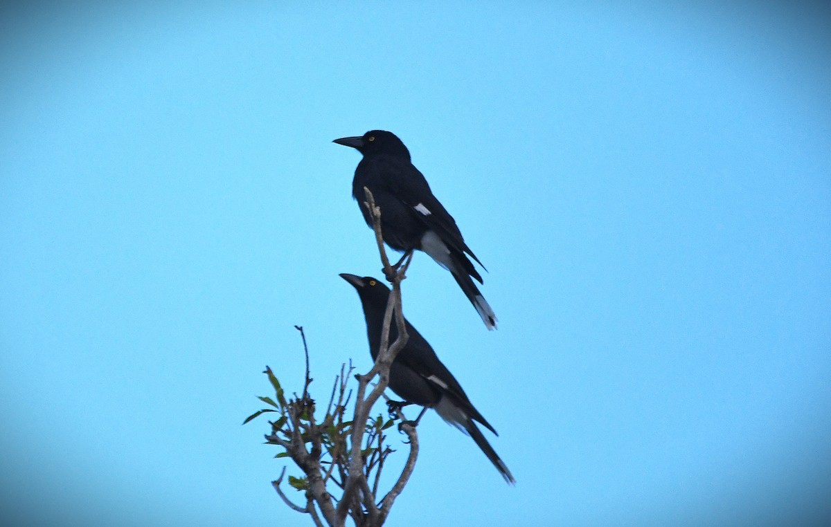 Pied Currawong - ML638085359