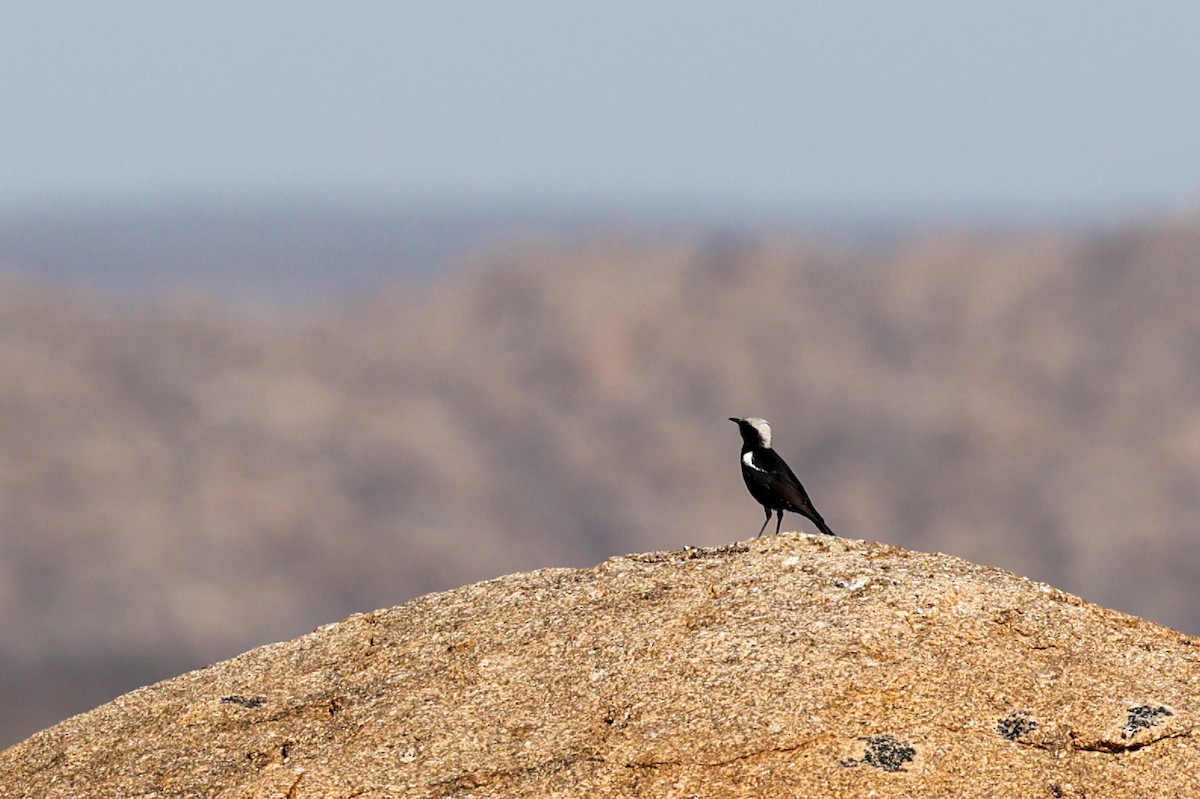 Mountain Chat - ML638085371
