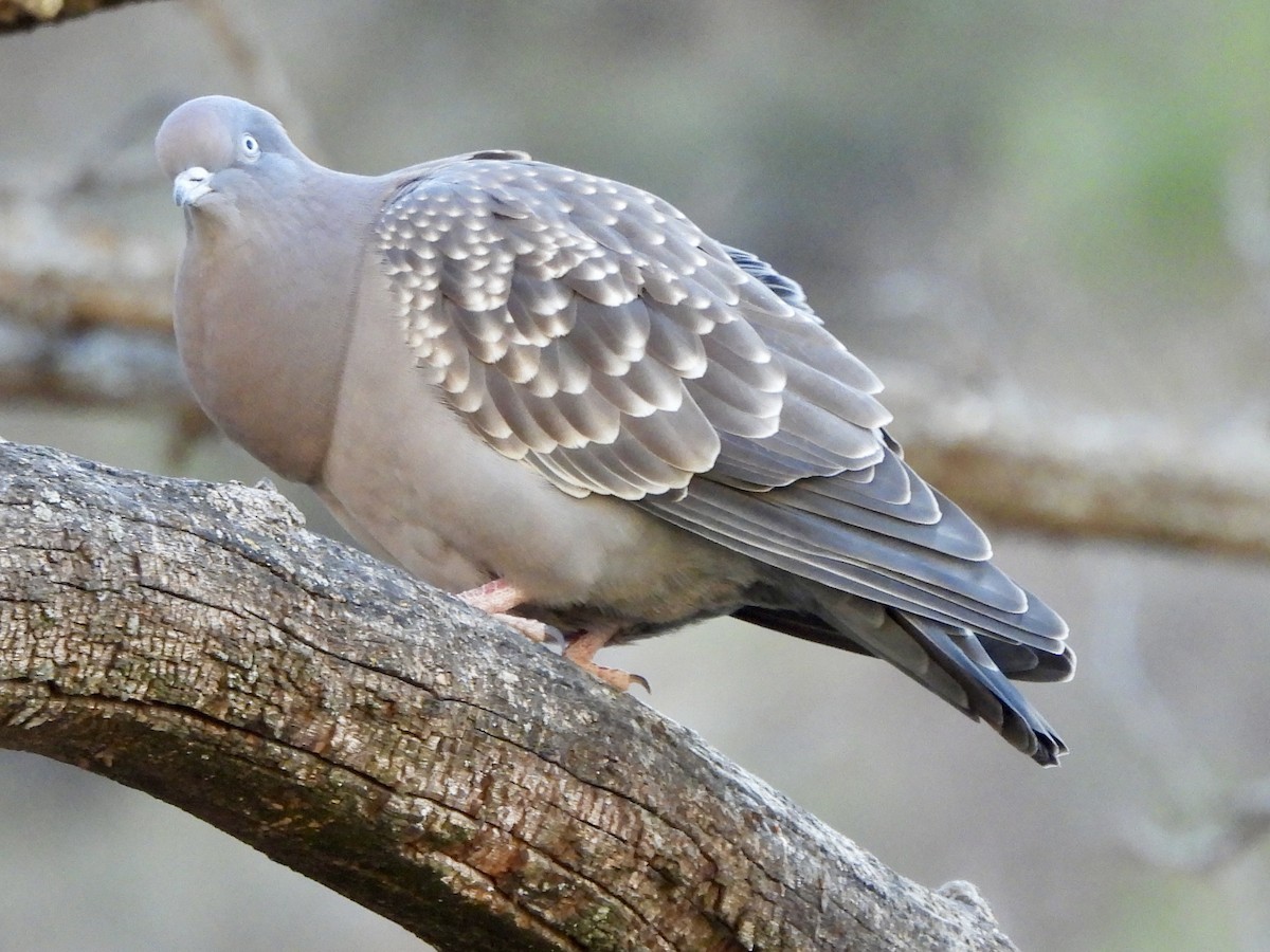 Spot-winged Pigeon - ML638085390