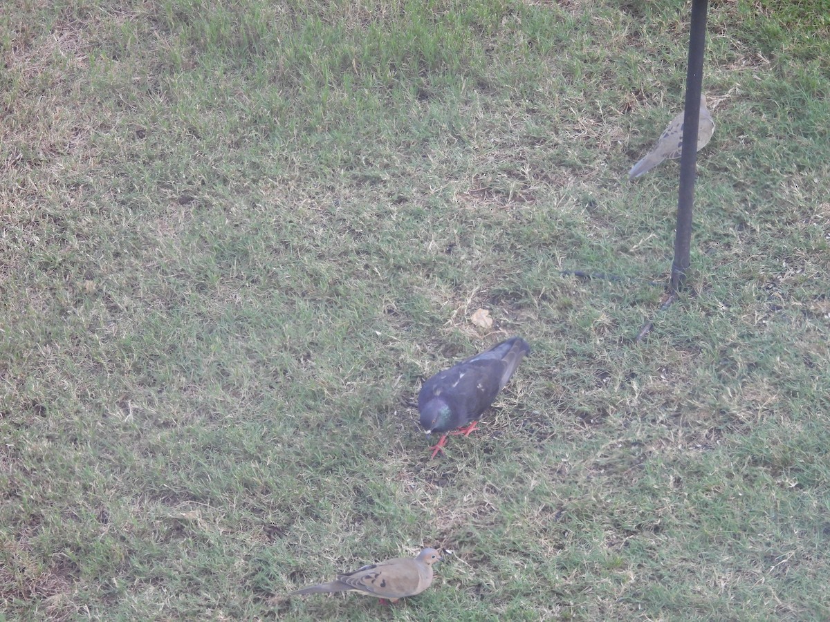 Rock Pigeon (Feral Pigeon) - ML638085425