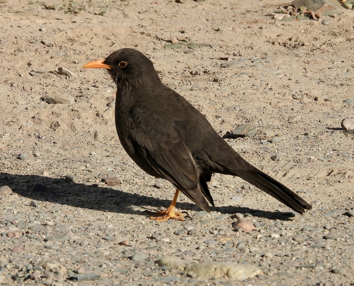 Chiguanco Thrush - ML638085433