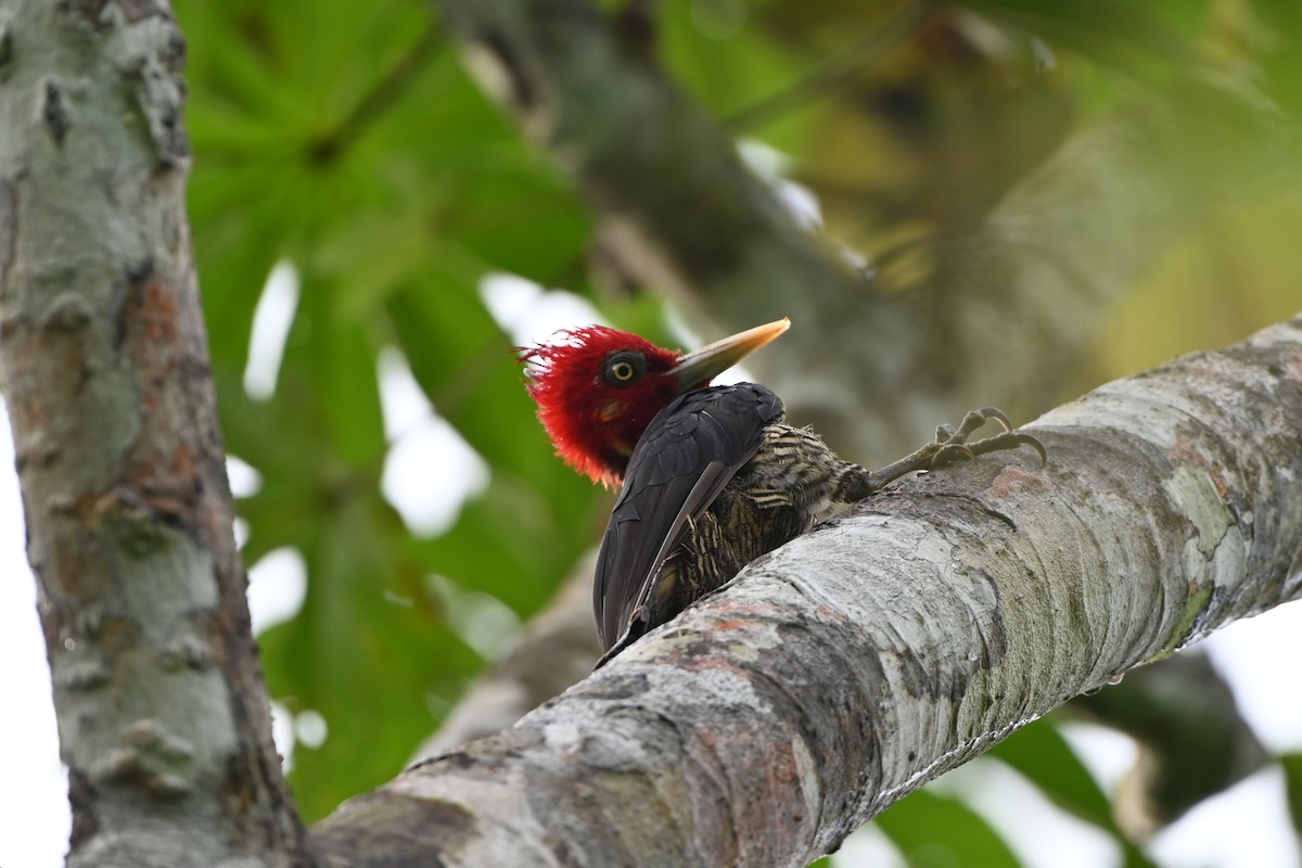 Pale-billed Woodpecker - ML638085474