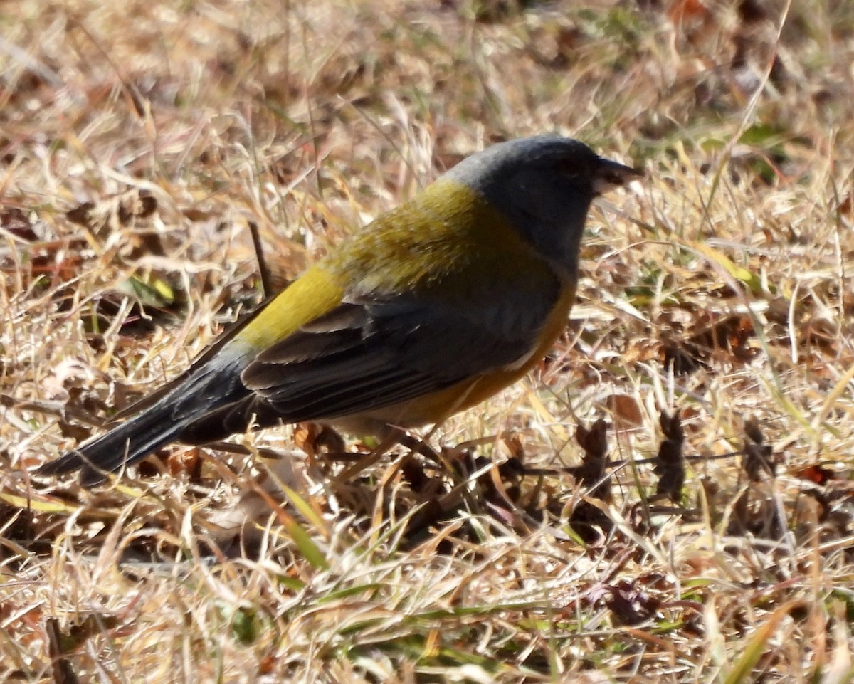 Gray-hooded Sierra Finch - ML638085488