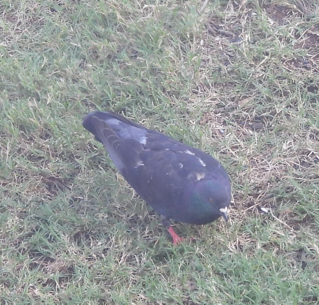 Rock Pigeon (Feral Pigeon) - ML638085494