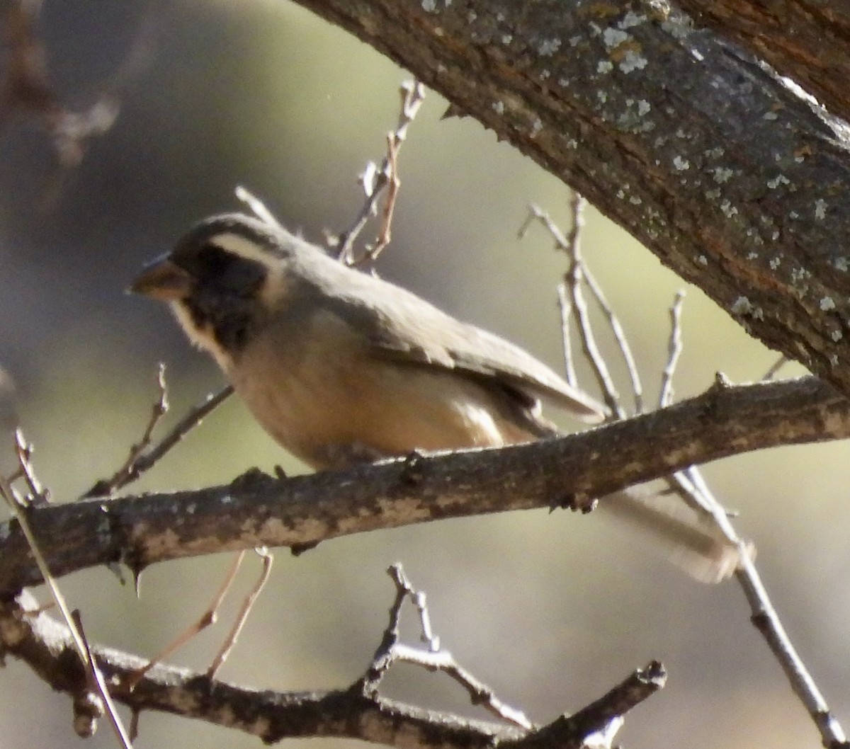 Golden-billed Saltator - ML638085495