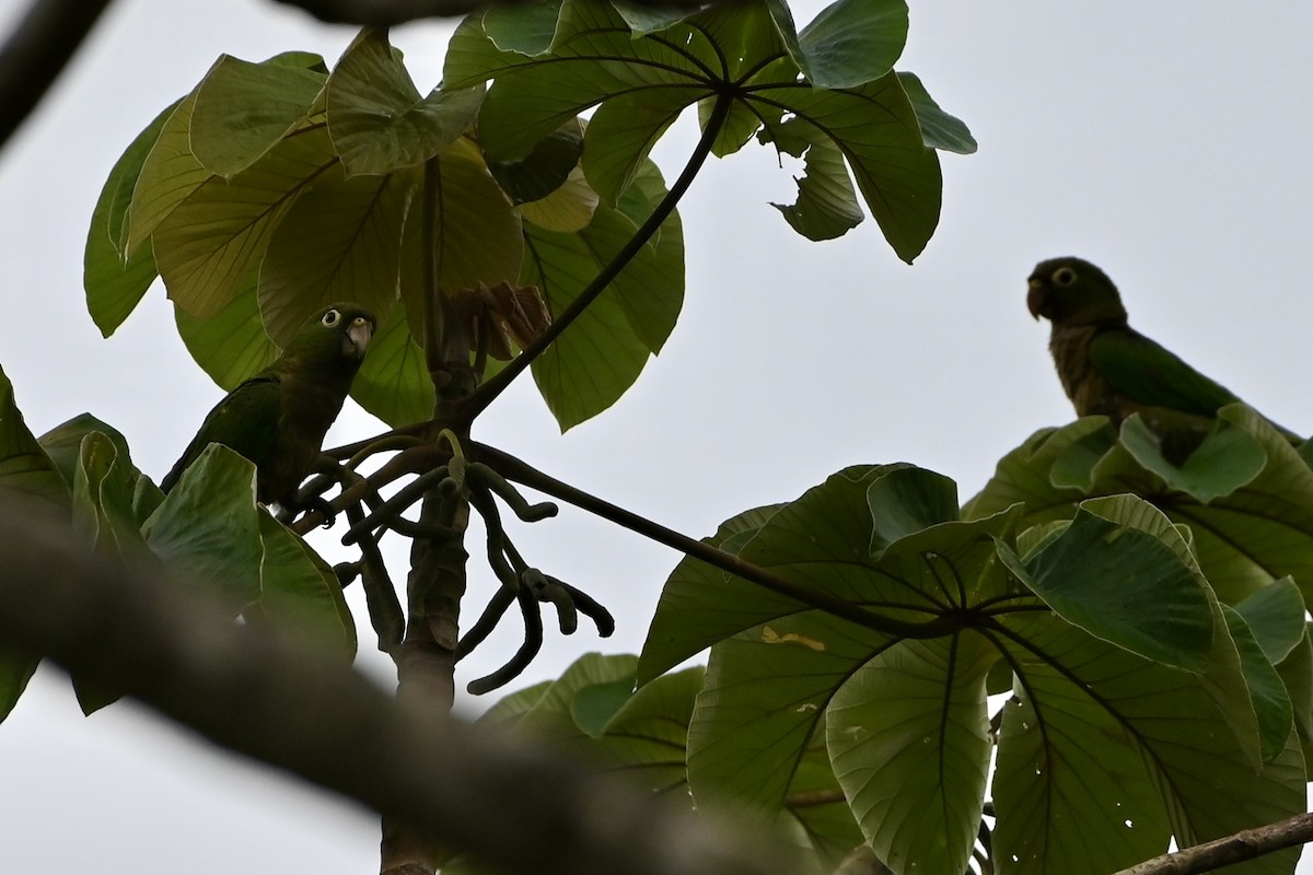 Olive-throated Parakeet - ML638085520