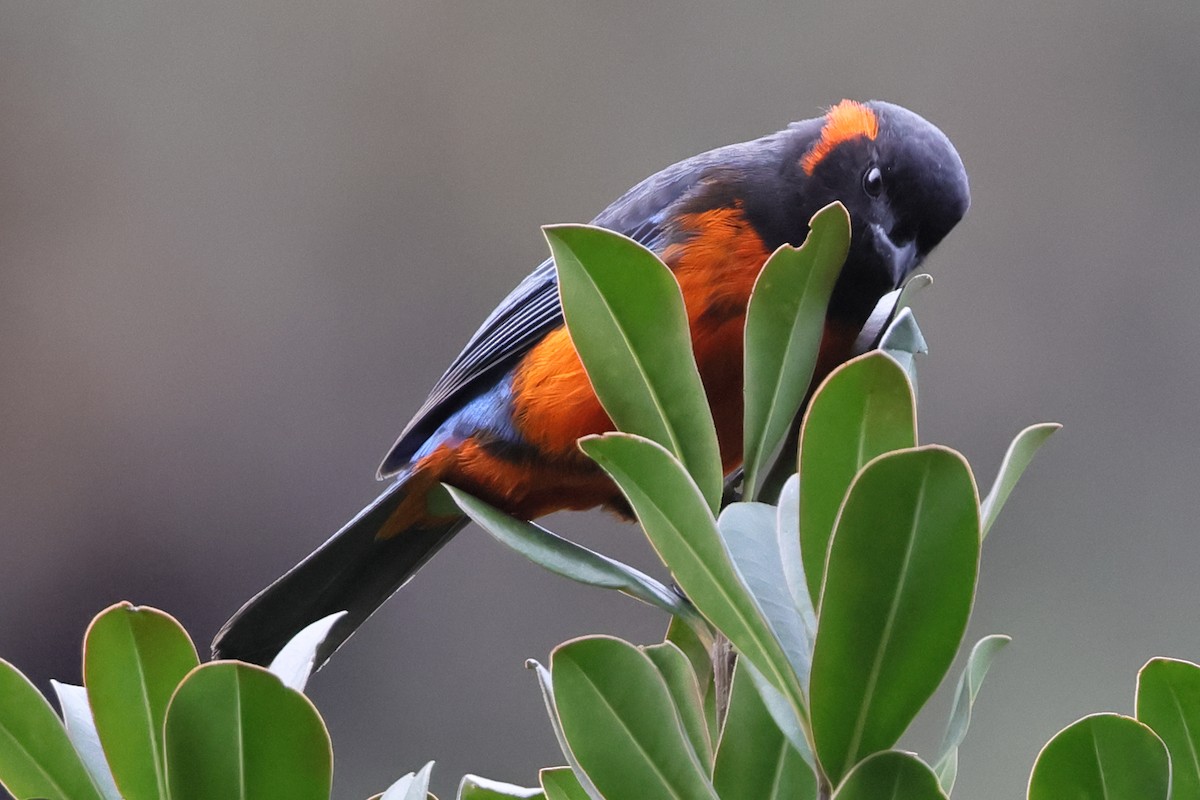 Scarlet-bellied Mountain Tanager - ML638085527