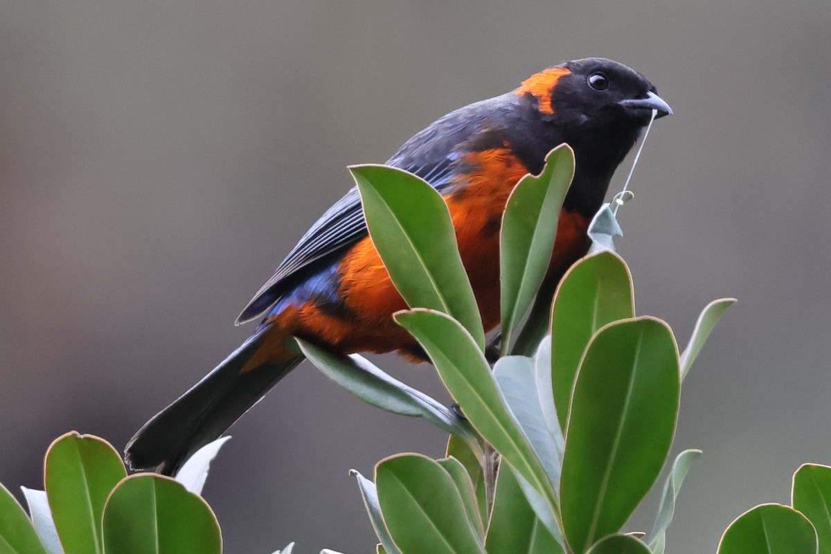 Scarlet-bellied Mountain Tanager - ML638085528