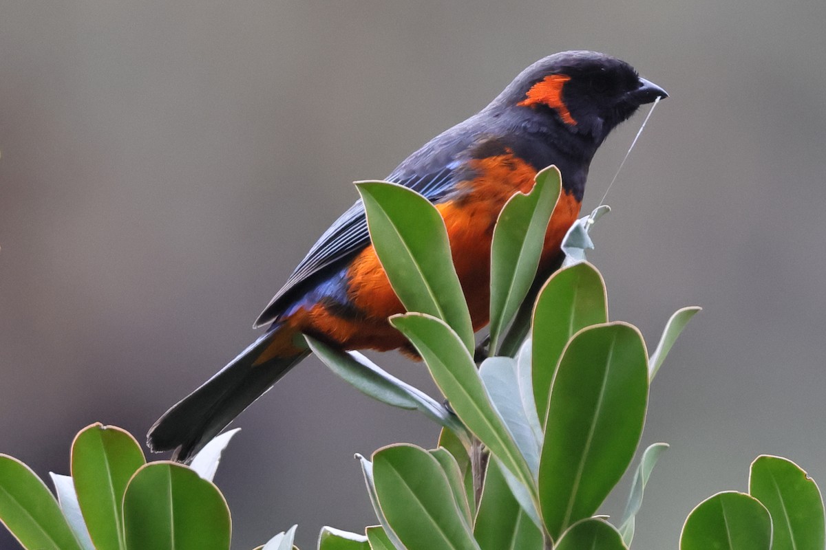 Scarlet-bellied Mountain Tanager - ML638085529