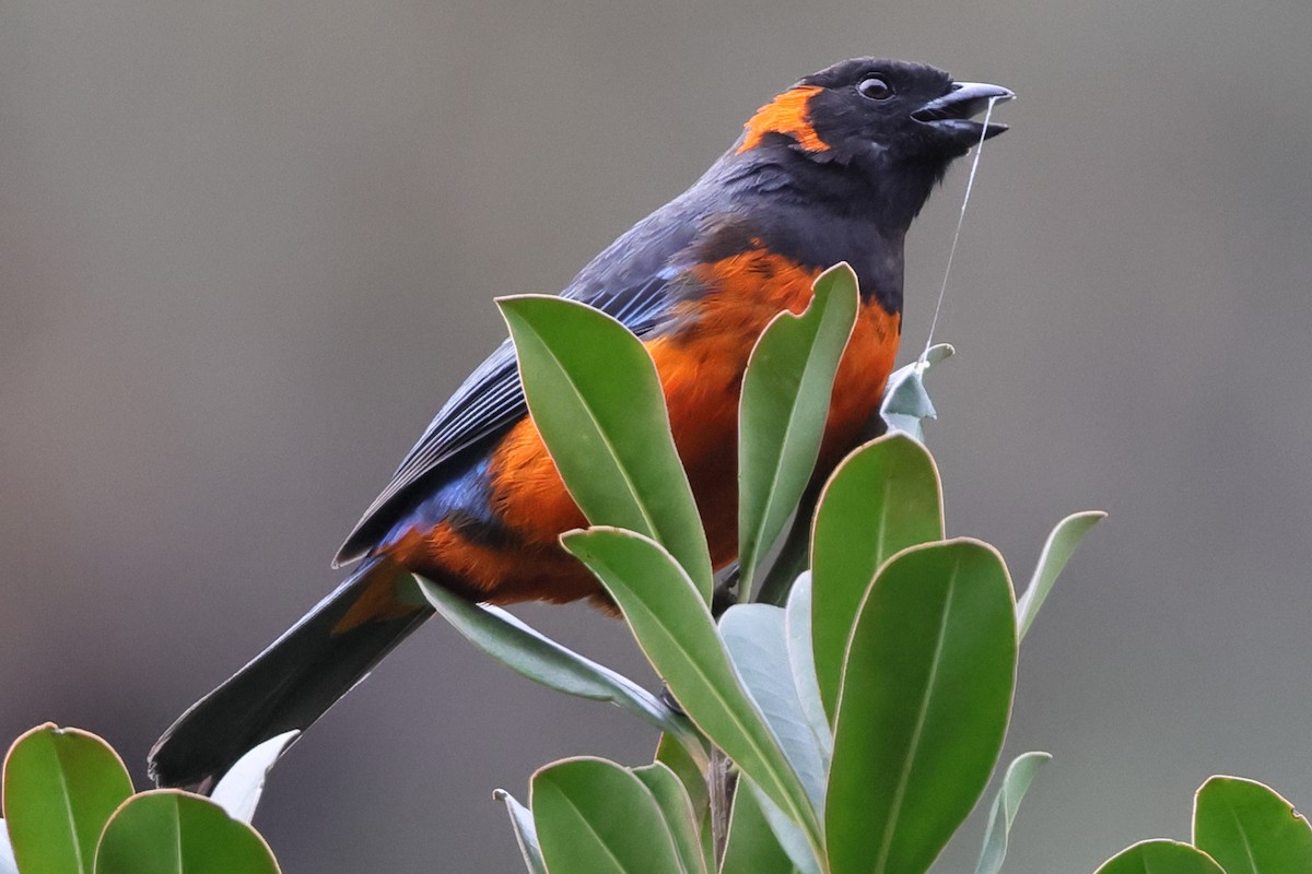 Scarlet-bellied Mountain Tanager - ML638085530