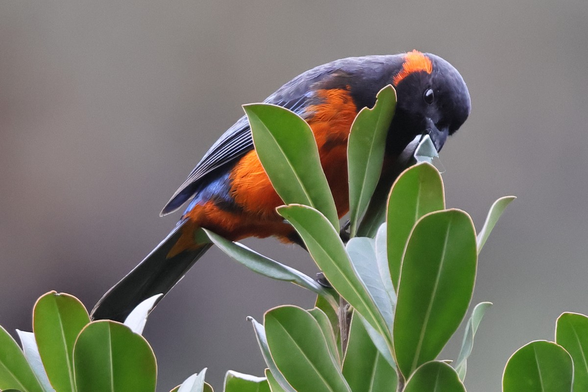 Scarlet-bellied Mountain Tanager - ML638085532