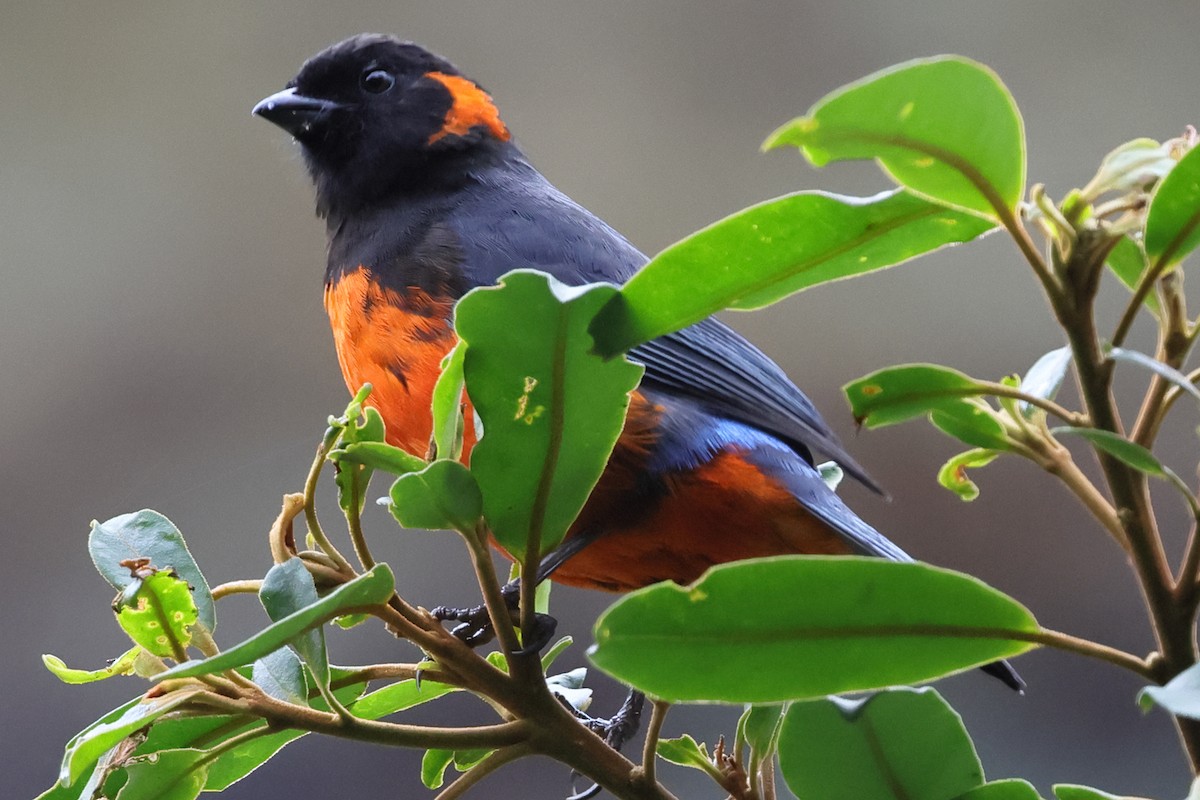 Scarlet-bellied Mountain Tanager - ML638085534