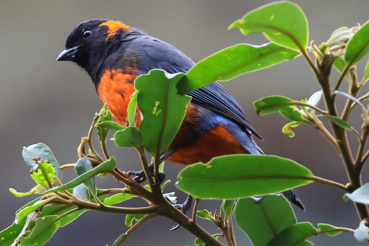 Scarlet-bellied Mountain Tanager - ML638085535