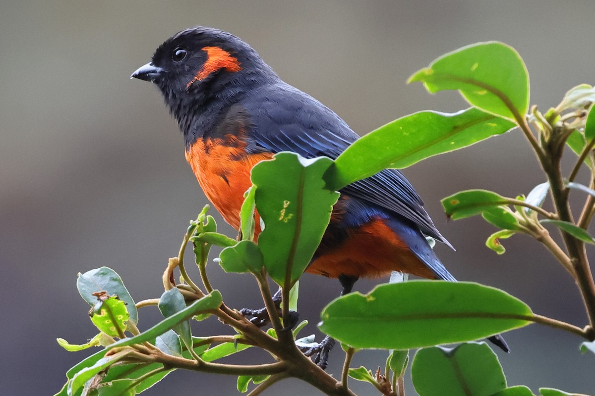 Scarlet-bellied Mountain Tanager - ML638085536