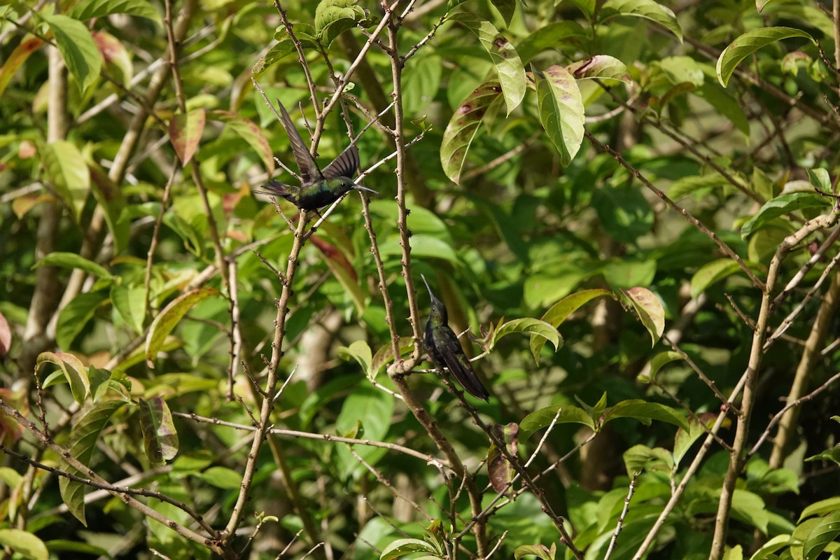 Hispaniolan Mango - ML638085556