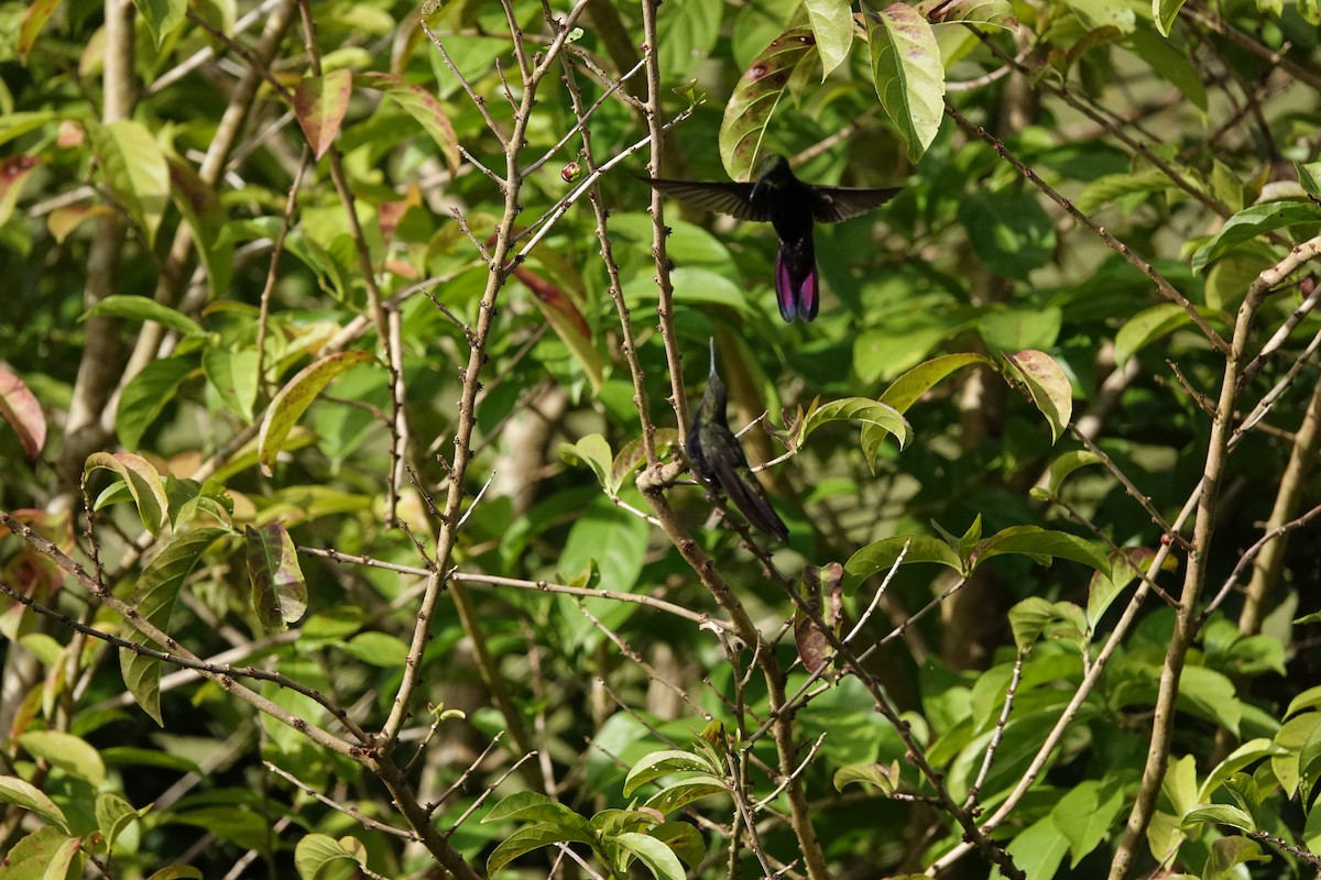 Hispaniolan Mango - ML638085632